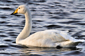 A close up of a Whooper Swan on the water