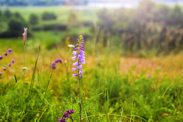 Purple bells in a field among green grasses