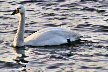 Fototapeta premium A close up of a Whooper Swan on the water