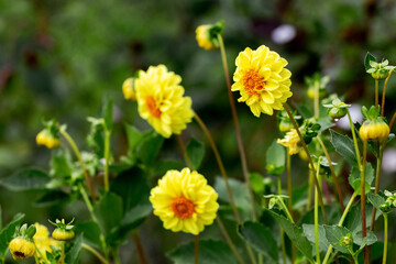 Yellow dahlias in the garden on a blurred background