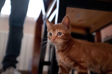 Kitten discovers her new house