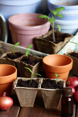 Seedlings in biodegradable cardboard pots and clay flower pots on dark moody background, closeup, eco farming and gardening, cottagecore living, slow life concept