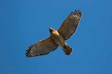 The red-shouldered hawk (Buteo lineatus)