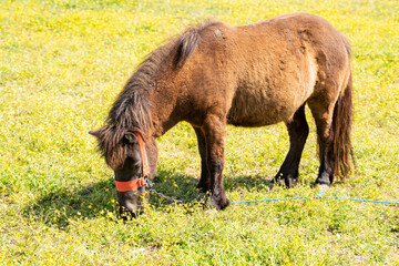 pony is walking. Stallion horses in a paddock on a ranch or farm. Homemade life
