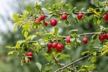 Red plums on a tree in the garden