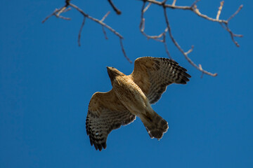 The red-shouldered hawk (Buteo lineatus)