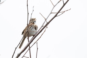 song sparrow (Melospiza melodia)