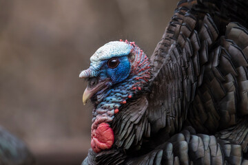 A male wild turkey in full strutting display