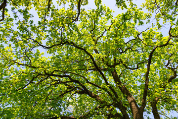 Oak leaves on tree  at summer.