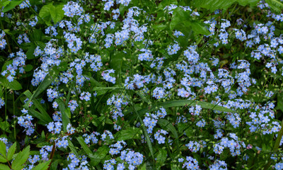 Meadow plant background: blue little flowers - forget-me-not close up and green grass.