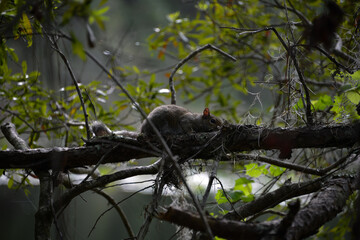 Small squirrel on a branch in the sun