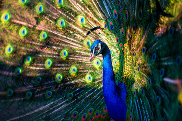 Fototapeta na wymiar Portrait of wild peacock with a beautiful tail
