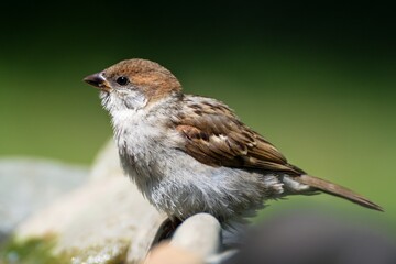 Juvenile Tree sparrow (Passer montanus) on the stones. Czechia. Europe.