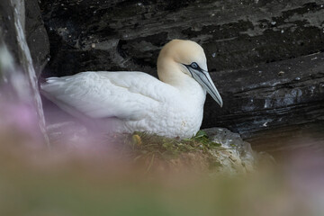 A northern gannet rest along a cliff in Shetland Islands.