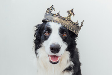 Cute puppy dog with funny face border collie wearing king crown isolated on white background. Funny...