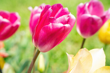 A beautiful pink tulip in a green field of flowers. Subject on a blurred background. Perfect shot for biology, flowers, spring and agriculture.