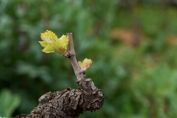 Germogli di vigna