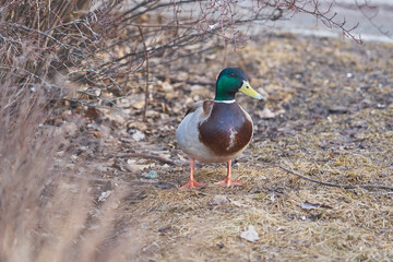 A drake walks on yellow grass in spring.