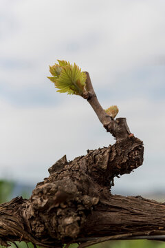 Germogli di vigna