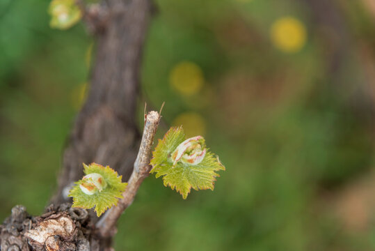 Germogli di vigna