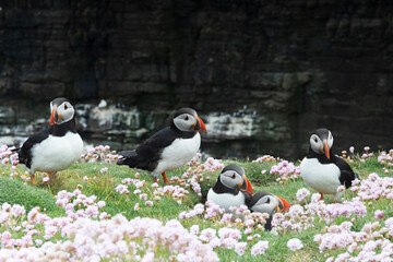 A colony of puffins photographed along the coast of Shetland Islands.