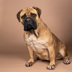 A pregnant bull mastiff dog sitting isolated on a beige background