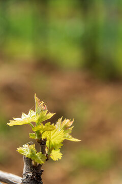 Germogli di vigna