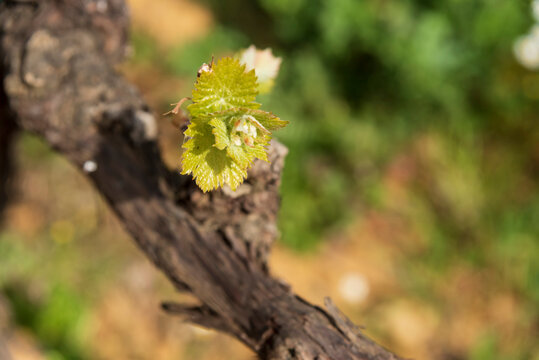 Germogli di vigna