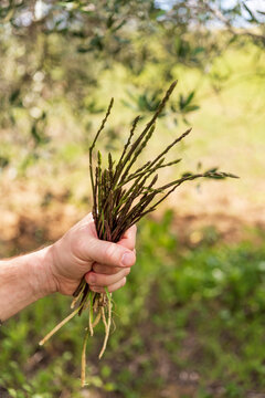 Germogli di vigna