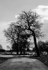 Naklejka premium tree in the park