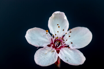 Fototapeta na wymiar cherry blossom, isolated on background, macro photo