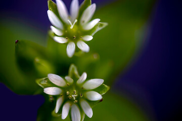 very small white star-shaped wildflowers. isolated on background. macro photography