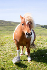 Naklejka na ściany i meble White and brown Shetland pony in a field.