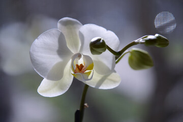 Fototapeta na wymiar Beautiful white orchid flower in bloom