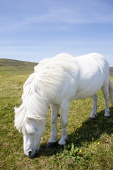 Naklejka na ściany i meble A white Shetland pony grazing on a sunny day.