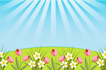 Obraz premium vector illustration of green grass with tulips, daffodils and blue sky with sunlight summer time