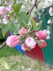 Apple flowers close-up in the garden. Spring day