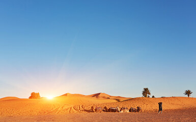 Fototapeta na wymiar Camel in the Sahara desert in Morocco
