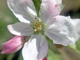 Fototapeta na wymiar Apple flowers close-up in the garden. Spring day