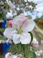 Apple flowers close-up in the garden. Spring day