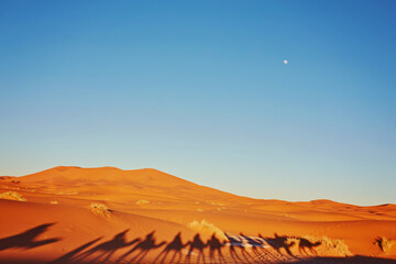 Fototapeta na wymiar Shadows of camels in Sahara desert Merzouga