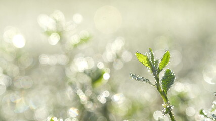 Morning dew glistens on young green leaves.