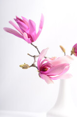 Magnolia branches with flowers in a white vase.
