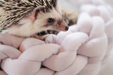 Hedgehog. african pygmy hedgehog in a gray wicker soft bed on a blurred light background.Pets. little hedgehog. Female hedgehog close-up 