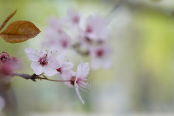 Apple blossom and leaves on the branches.