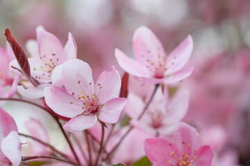 Fototapeta na wymiar Pink apple blossom and leaves on a blurred background.