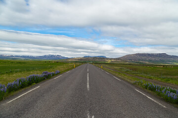 Fototapeta na wymiar A roadside field of Alaskan lupins in southern Iceland