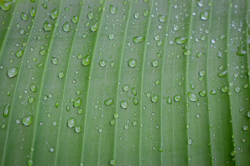 Drops of dew on green leaf. Water draps on banana leaf. Green leaf with dew. Nature after rain, close up. Freshness concept. Spring flora. Environment concept. 