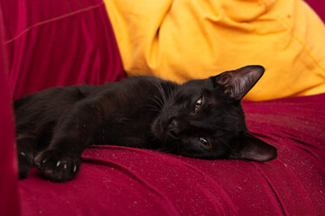 Black cat with yellow eyes lying on the sofa