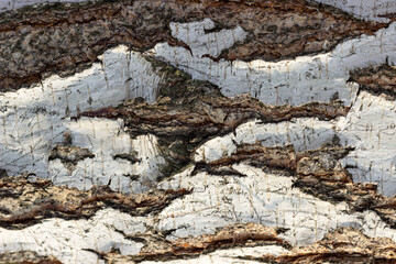 birch tree bark close up, background